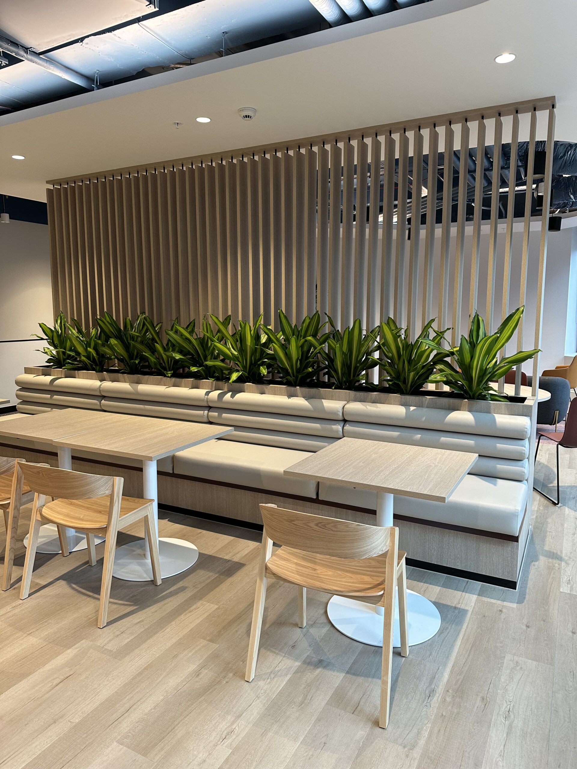 Dracaena Golden Heart (Joinery)