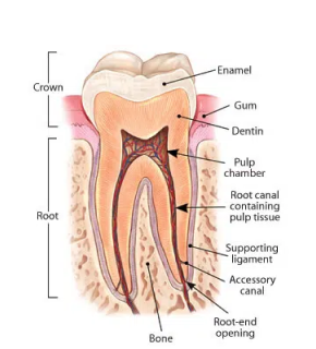 Anatomy